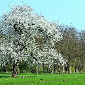 Kirschblüte