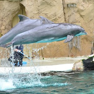 image 276679795