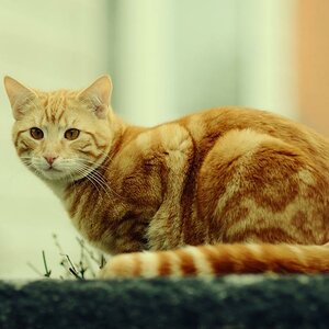 roter Kater DSC 7615