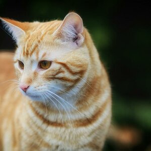 roter Kater DSC 7623