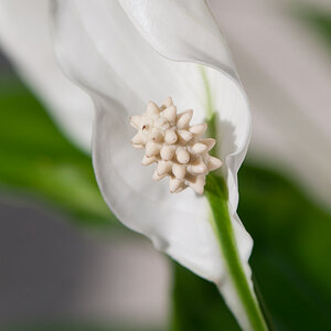 Blüte