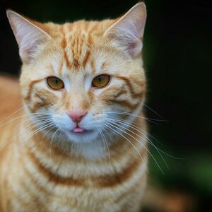 roter Kater DSC 7621