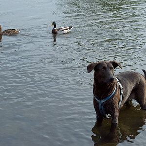 enten u hunde