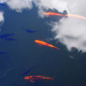 KOI/SKY 1