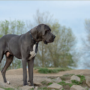 doggy