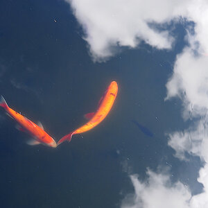 KOI/SKY 2
