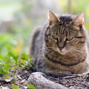 Katze im Garten, April '12