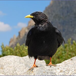 Vogel 20120422 NF