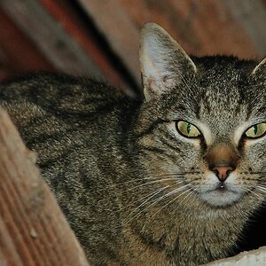 2012 04 29 246  D300sA Scheu