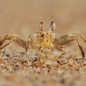 Krabbe 
am Strand von Grand Popo
7937