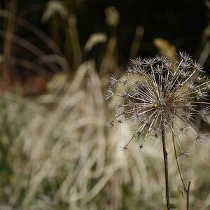 Natur