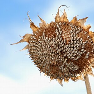 Sunflower x