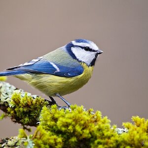 Blaumeise