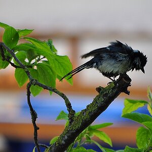 DSC 4927