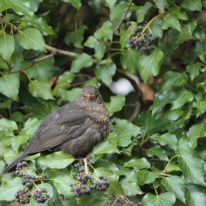 Amsel 2