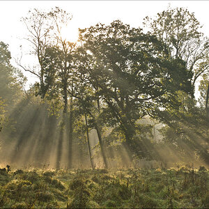 Licht