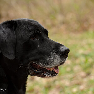 20120406 pic mn 002 Amicus 1