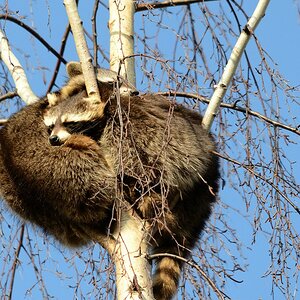 Waschbären Waschbären