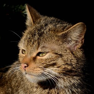 Wildkatze Felis silvestris  4