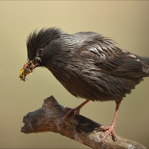 aacomp Extremadura 20120423 6679