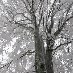 Zwillingsbaum im Winter