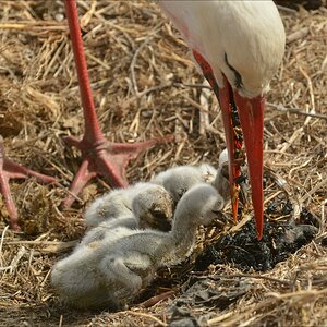aacomp Extremadura 20120423 6304