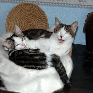 Miez und Mauz