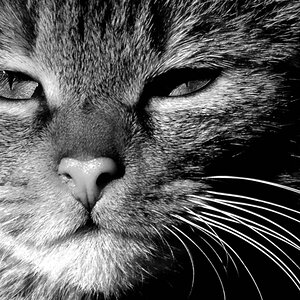 felis DSC 8089sw