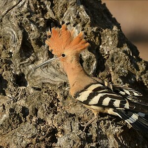 aacomp Extremadura 20120423 7317