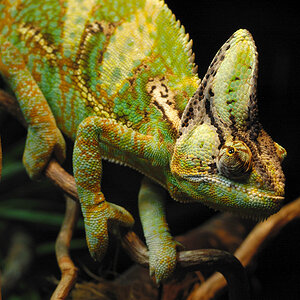 Chamaeleon