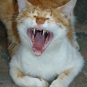 Katze