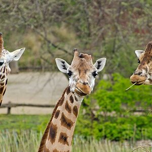 Giraffen