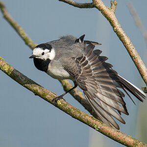 20120517 2186 [NIKON D4] 1000 mm,1 1250 Sek. bei ƒ   8,0