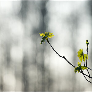 Bokeh im Wald