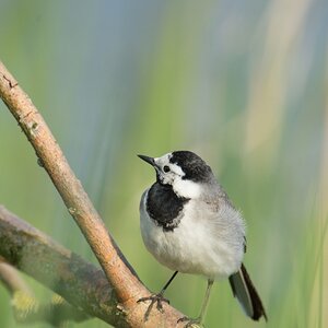 20120517 2198 [NIKON D4] 1000 mm,1 1000 Sek. bei ƒ   8,0