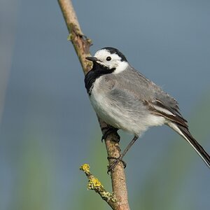 20120517 2201 [NIKON D4] 1000 mm,1 1000 Sek. bei ƒ   8,0
