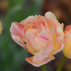 Blüte 01