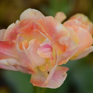 Blüte 02