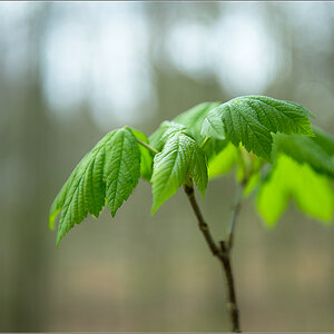 Bokeh im Wald 2