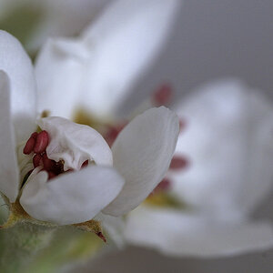 Kirschblüten 2