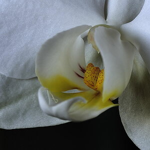 Orchidee 1