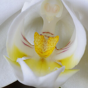 Orchidee 3