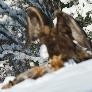 E03 8582
Für den Thread verhunzte Wild-life