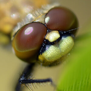 Kirche, Spinne Mai 2012 086