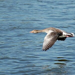 comp DSC 5090