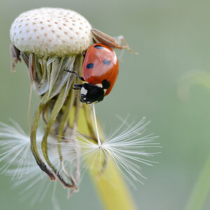 Insekten Mai 2012 227