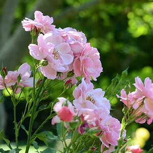 Blumen 03