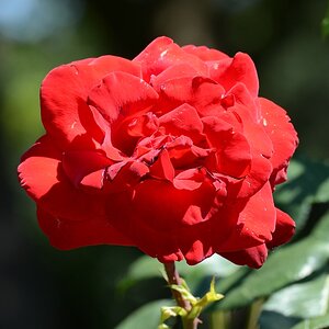Blüte 04