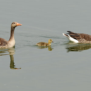 Gänse,Ingelheim Mai,2012 1k