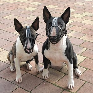 101118 Maulkorb 040